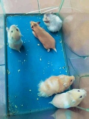 Mesocricetus auratus