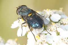 Helophilus hochstetteri