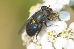 Helophilus hochstetteri