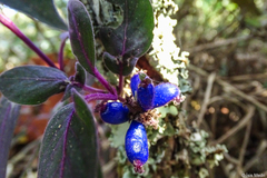 Coccocypselum lanceolatum