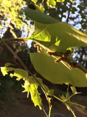 Oedemasia concinna