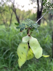 Senegalia wrightii