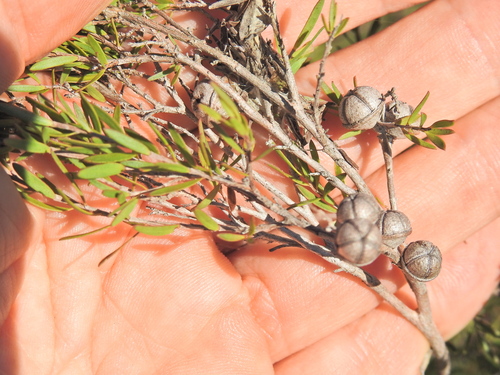 Image of Leptospermum polygalifolium by (c) Scott W. Gavins, some rights reserved (CC BY)