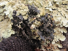 Flavoparmelia haysomii