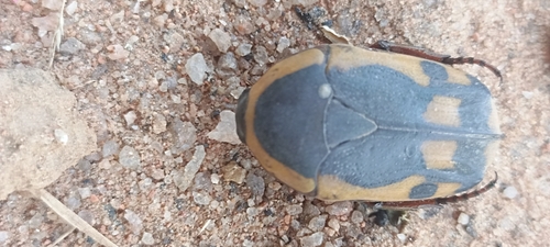 False Garden Fruit Chafer