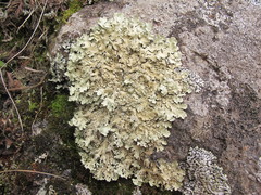 Flavoparmelia haysomii