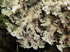 Flavoparmelia haysomii