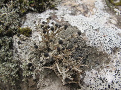 Stereocaulon colensoi