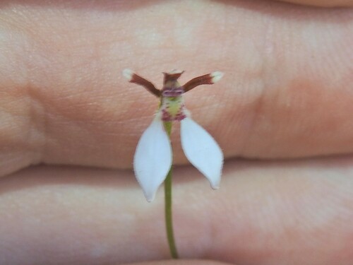 Image of Eriochilus cucullatus by (c) Scott W. Gavins, some rights reserved (CC BY)