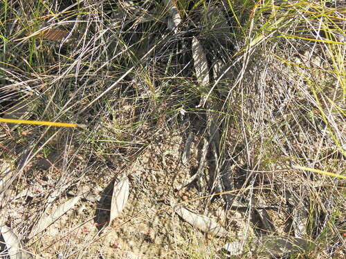Image of Eriochilus cucullatus by (c) Scott W. Gavins, some rights reserved (CC BY)