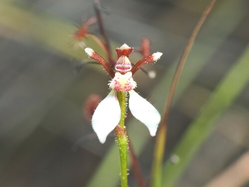 Image of Eriochilus cucullatus by (c) Scott W. Gavins, some rights reserved (CC BY)