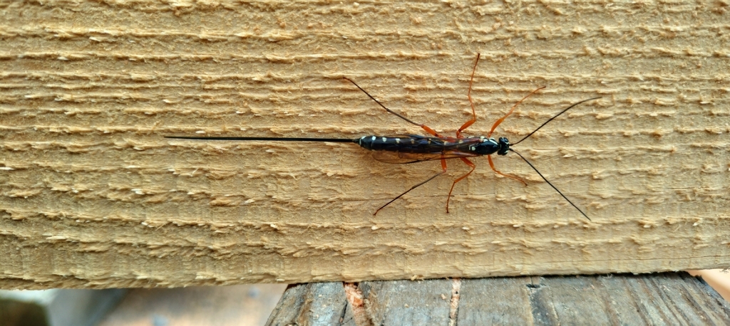 Sabre Wasp from Wyld Meadow Farm, Bridport DT6 6DD, UK on 04 June, 2024 ...