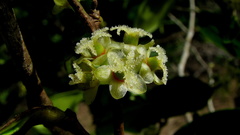 Chaetocarpus myrsinites