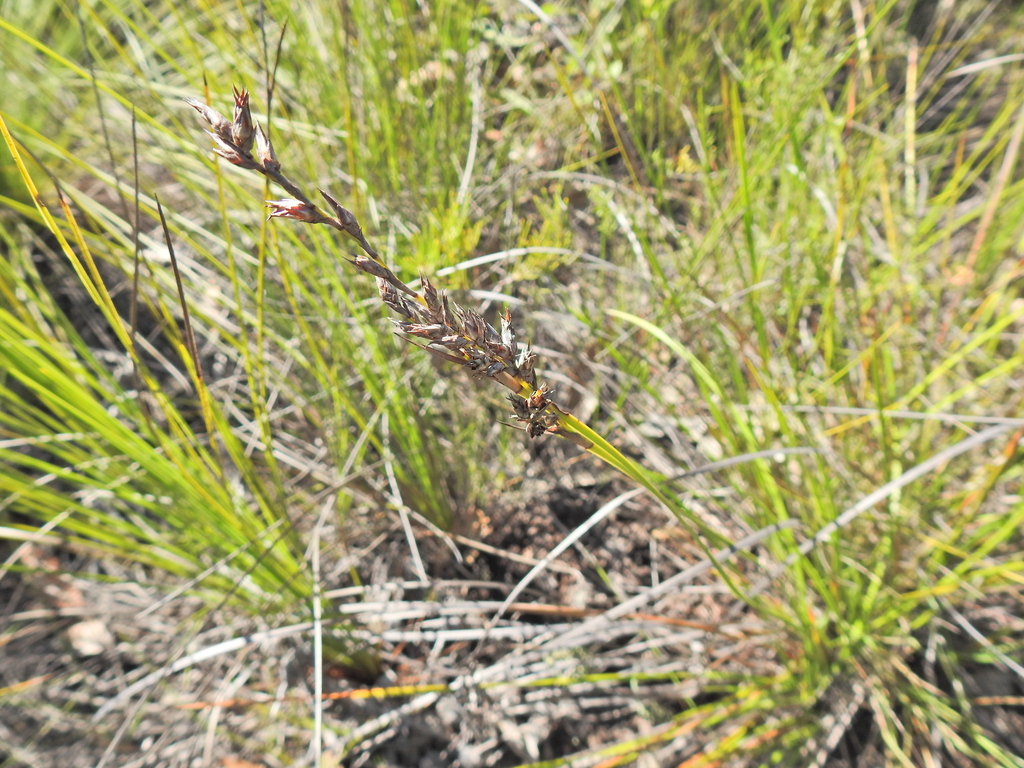 variable sword-sedge from Boonooroo Plains QLD 4650, Australia on June ...