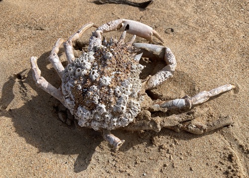 Common Spider Crab