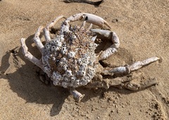 Common Spider Crab