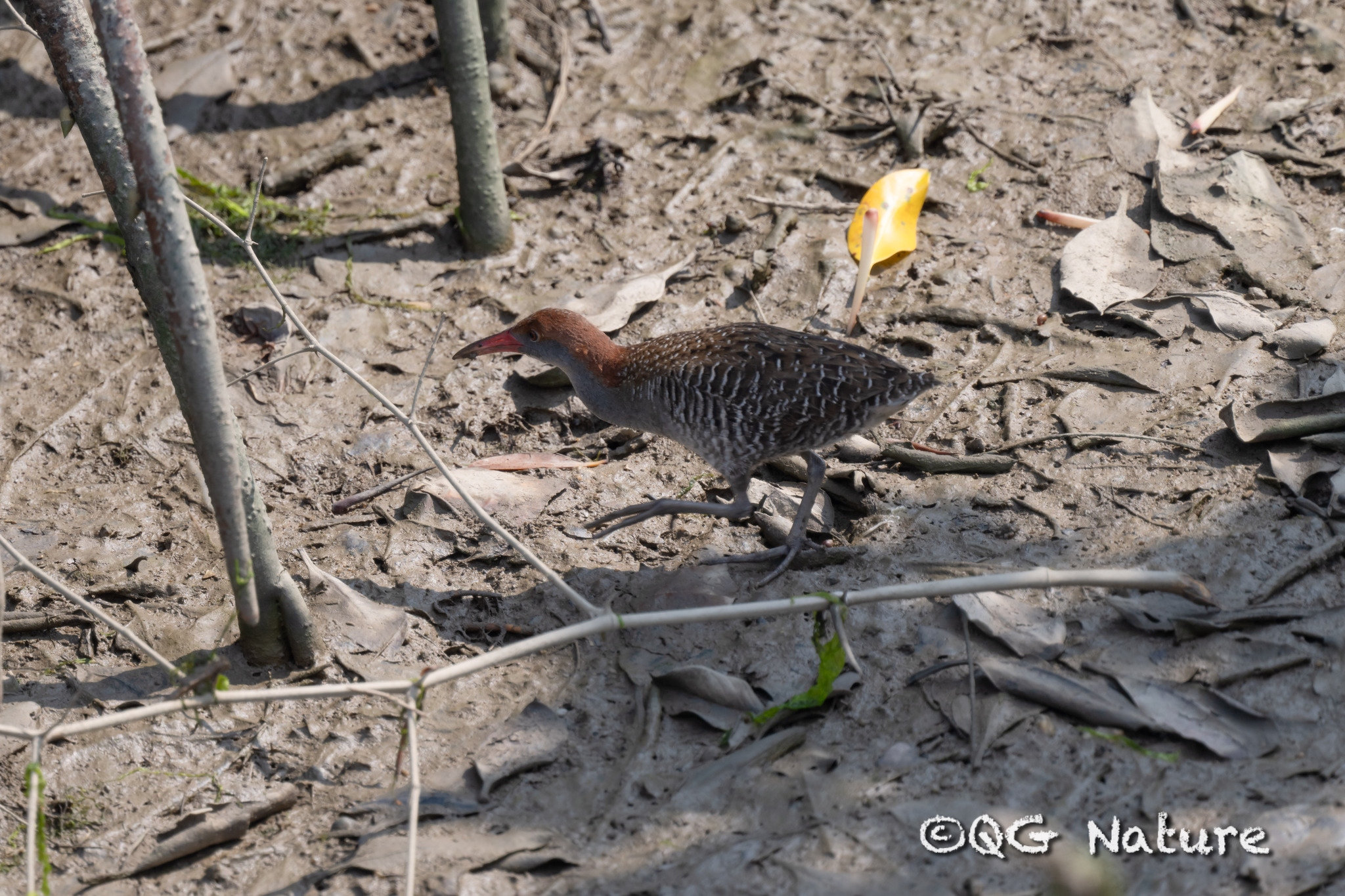 Slaty-breasted Rail