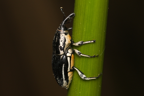 iNaturalist observation photo of Clay-colored Billbug