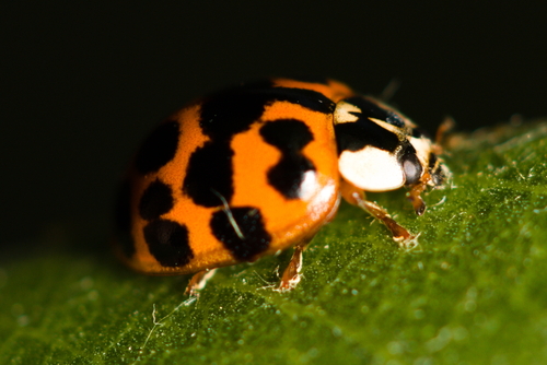 iNaturalist observation photo of Asian Lady Beetle