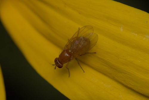 iNaturalist observation photo of Lauxaniinae