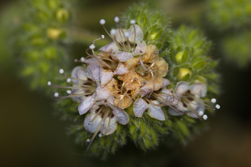 iNaturalist observation photo of branching phacelia