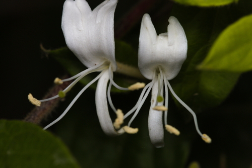 iNaturalist observation photo of honeysuckles