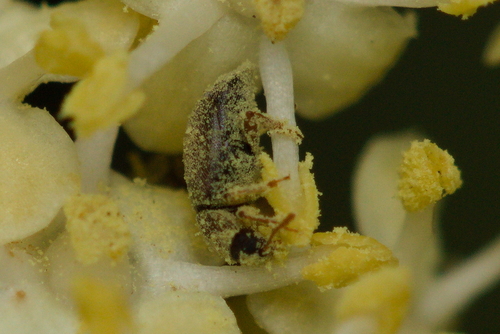 iNaturalist observation photo of Beetles