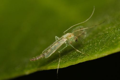 iNaturalist observation photo of Chironomus