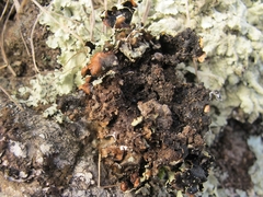 Flavoparmelia haysomii