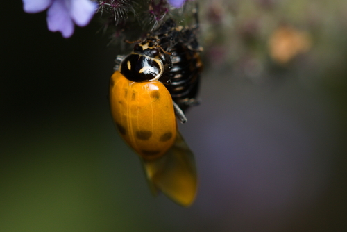iNaturalist observation photo of Convergent Lady Beetle