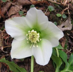 Helleborus purpurascens