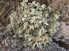 Flavoparmelia haysomii