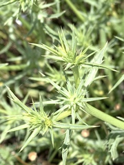 Eryngium aristulatum