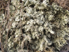 Flavoparmelia haysomii