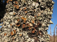 Parmotrema reparatum