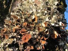 Parmotrema reparatum