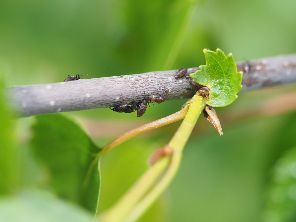Shiny birch aphid