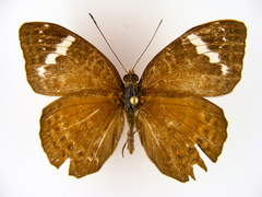Euriphene incerta incerta