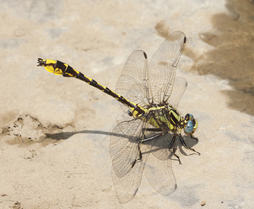 Tennessee Clubtail photographed in Tennessee