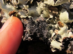 Parmotrema reparatum