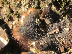 Parmotrema reparatum