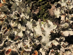 Parmotrema reparatum