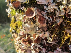 Parmotrema reparatum