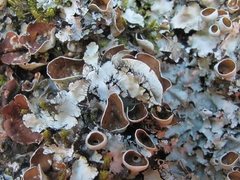 Parmotrema reparatum