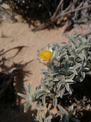 Achyranthemum argenteum