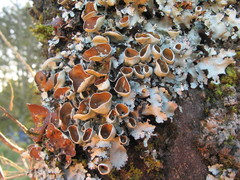 Parmotrema reparatum