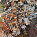 Parmotrema reparatum - Photo (c) Melissa Hutchison, some rights reserved (CC BY-NC-ND), uploaded by Melissa Hutchison