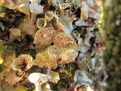 Parmotrema reparatum