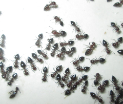 Crematogaster oscaris