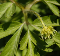 Anemonoides amurensis